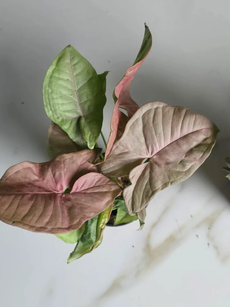 syngonium neon image indicator(5)