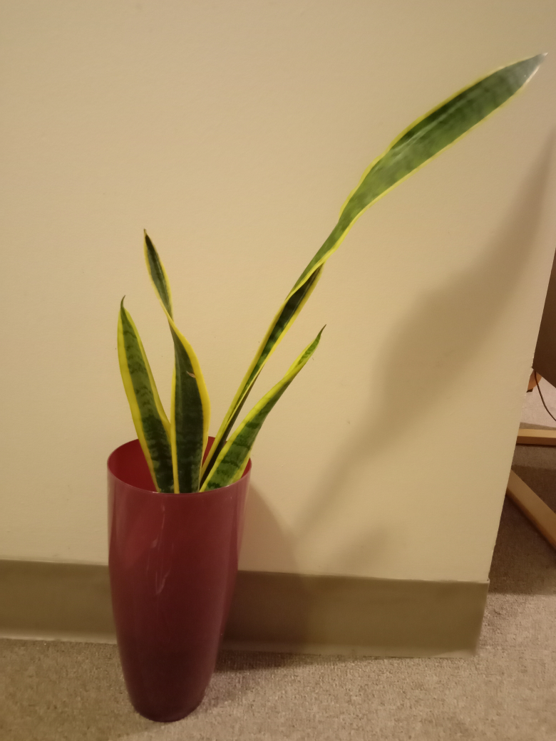 Snake Plant in Burgundy Vase