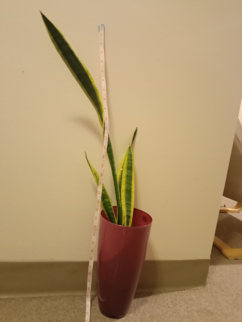 Snake Plant in Burgundy Vase - photo 2