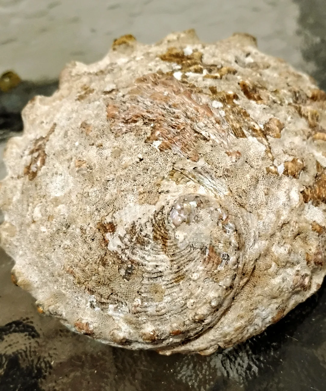 2 Abalone shells image indicator(2)