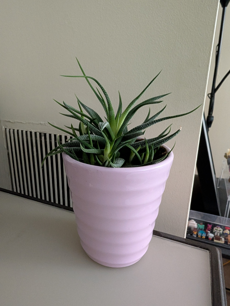 Three potted plants: Orchid, Succulent, and Cactus