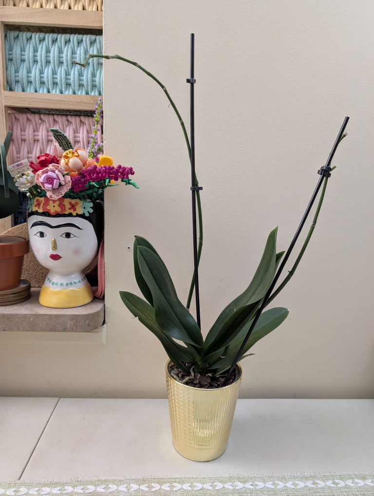 Three potted plants: Orchid, Succulent, and Cactus - photo 3