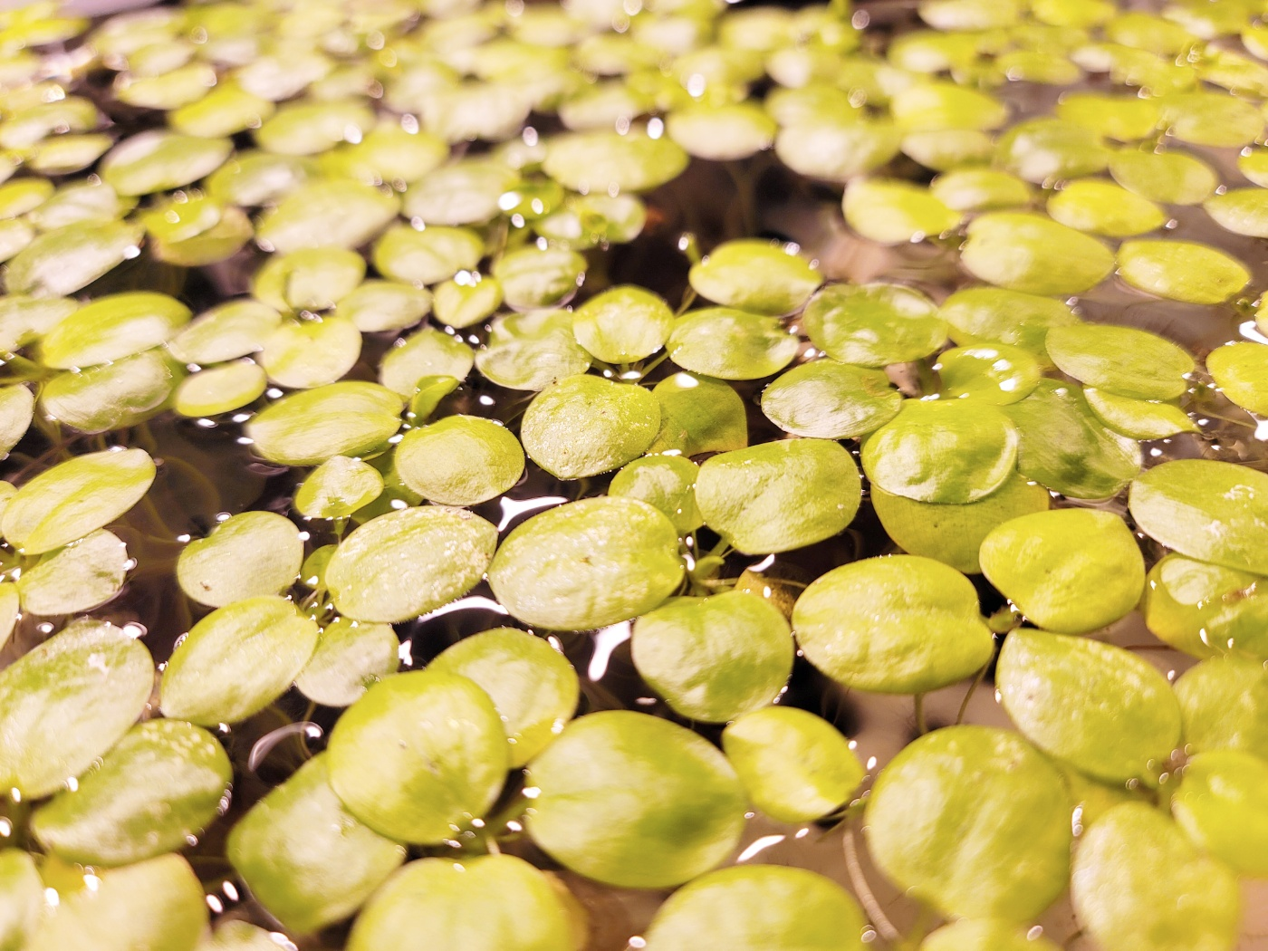 Amazon Frogbit Floating Aquarium Plant