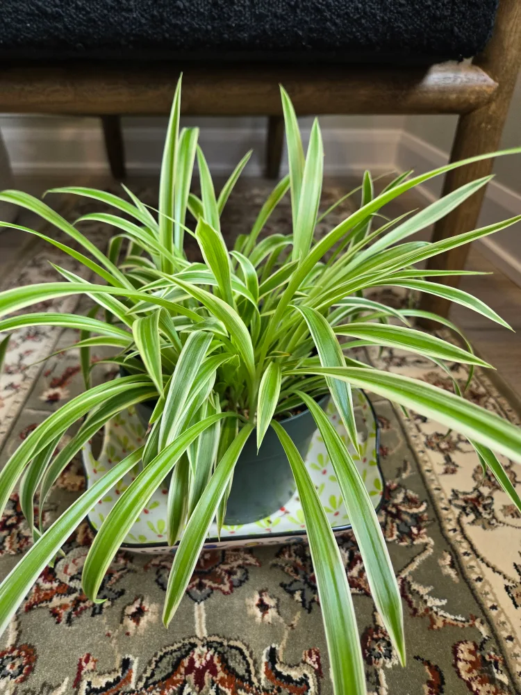 Spider Plant in green plastic pot image indicator(3)