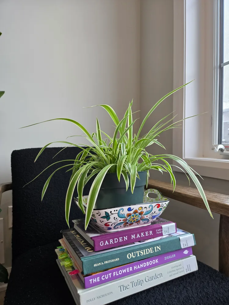 Spider Plant in green plastic pot image indicator(4)