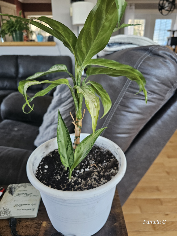 Aglaonema plant in white pot