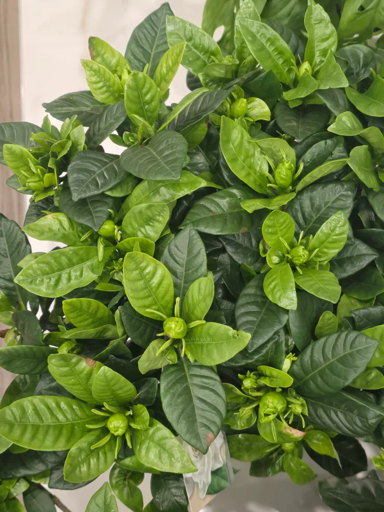 Gardenia Plant with Buds image indicator(10)