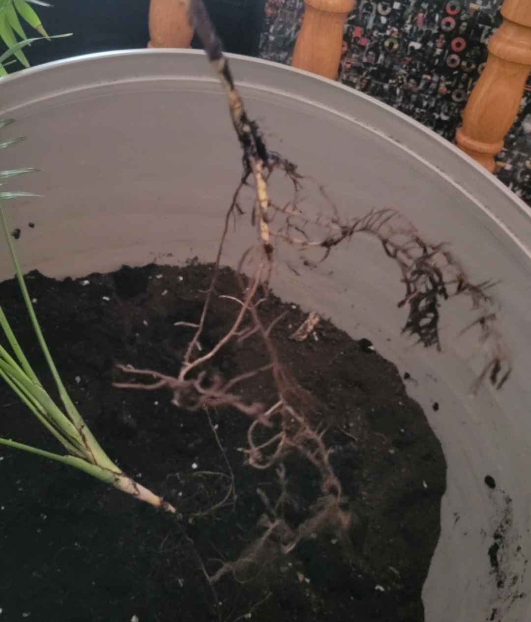 Parlor Palm Plant - #freecycle - photo 2