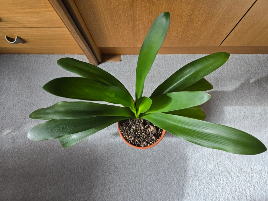 Clivia Miniata Houseplant image indicator(3)