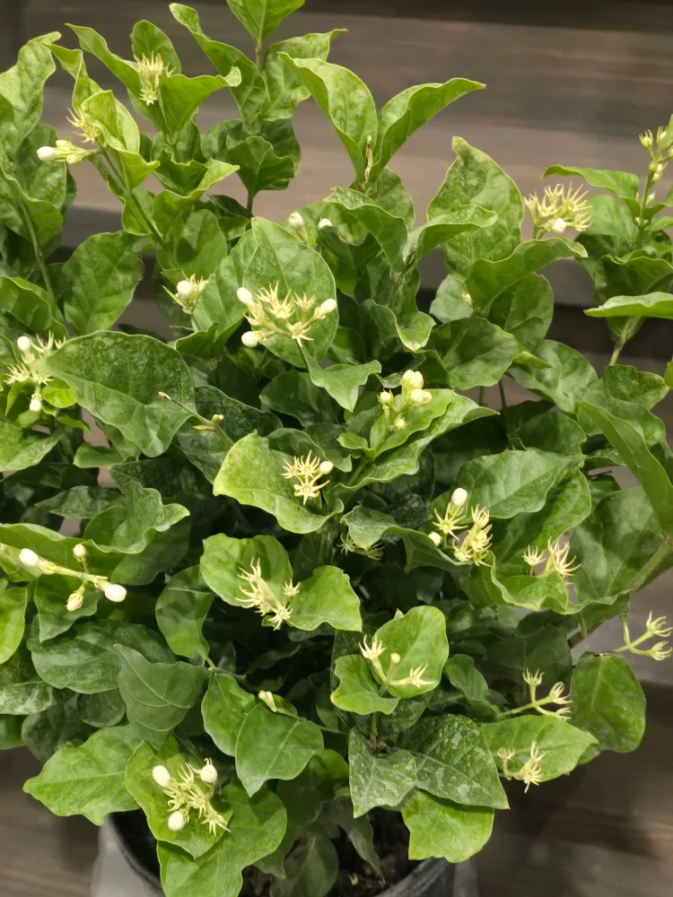 Jasmine sambac 10"pot image indicator(2)