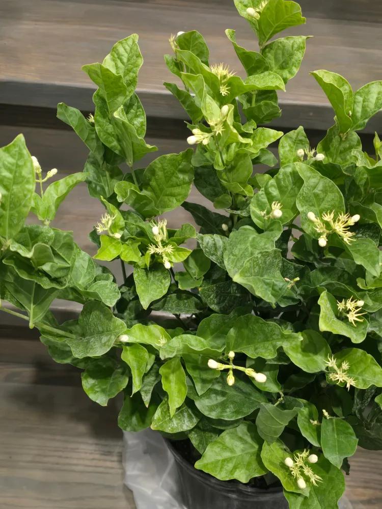 Jasmine sambac 10"pot image indicator(4)