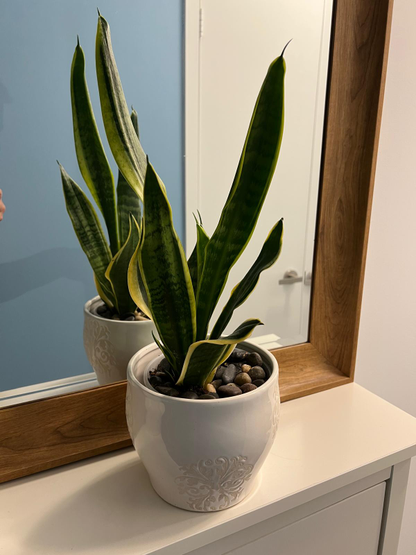 Snake Plant in White Pot