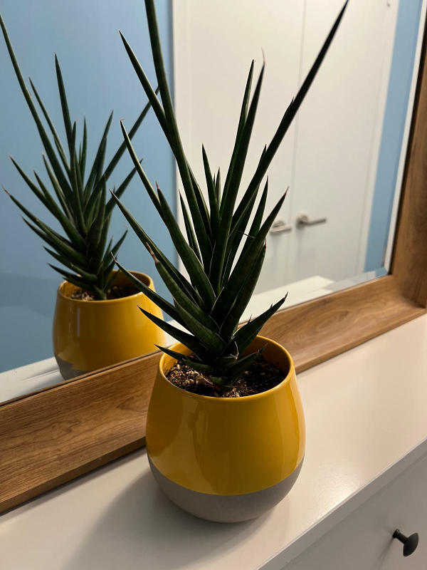 Sansevieria cylindrica in Mustard Yellow Pot