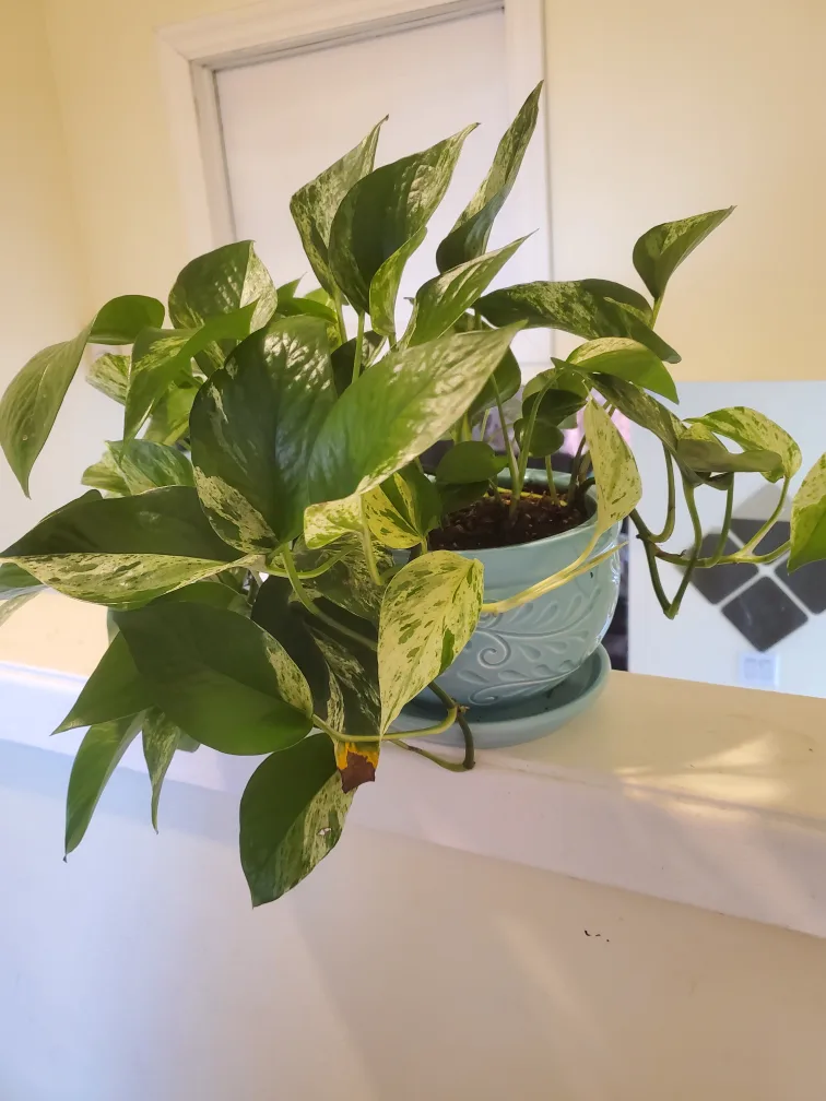 Marble Queen Pothos Hanging Plant thumbnail