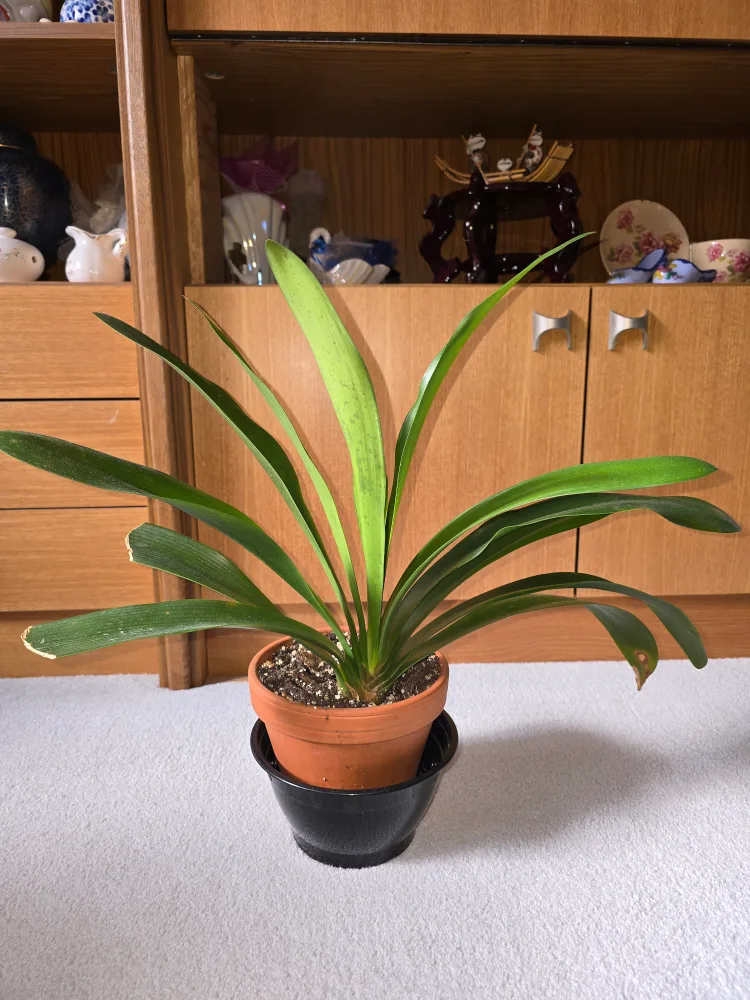Clivia Miniata Houseplant image indicator(2)