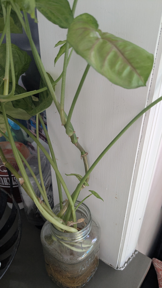Propagating Satin Pothos Plant #freecycle
