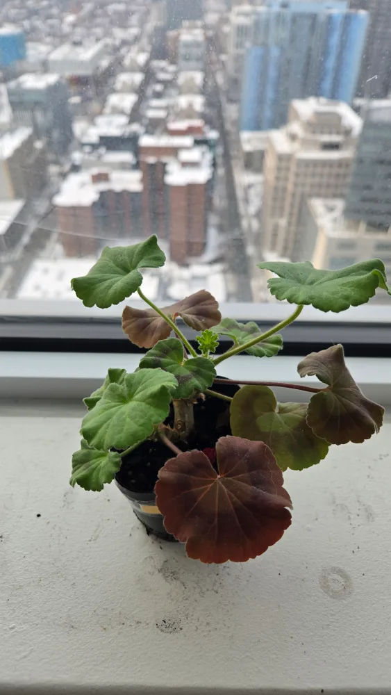 Red Geranium in small pot thumbnail