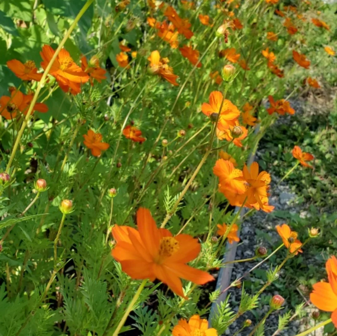 "Tango" Cosmos Flowers seeds image indicator(3)