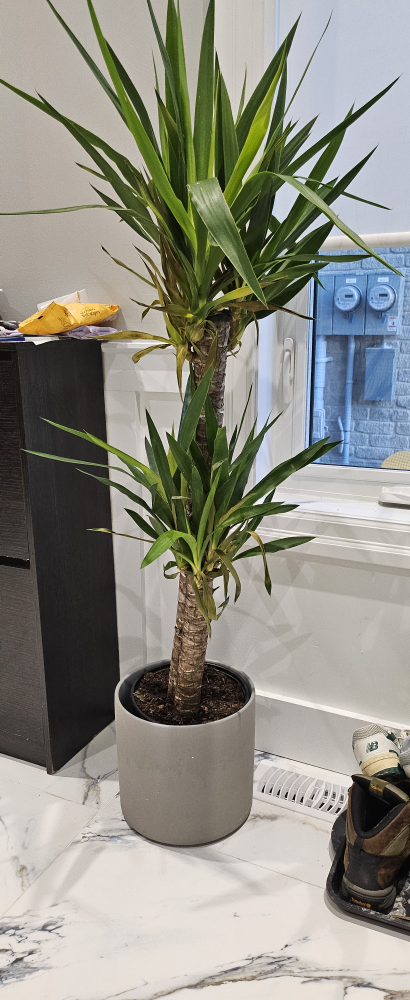 Large Yucca and Strelitzia Plant in Grey Pot - photo 2