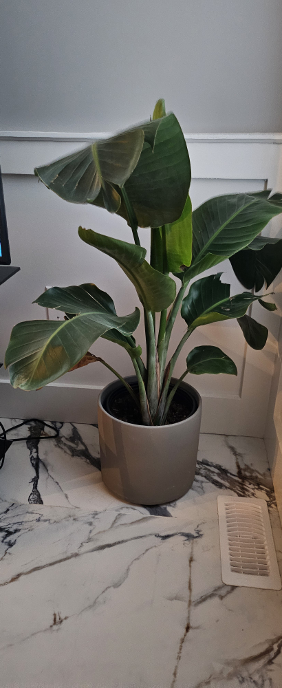 Large Yucca and Strelitzia Plant in Grey Pot - photo 4