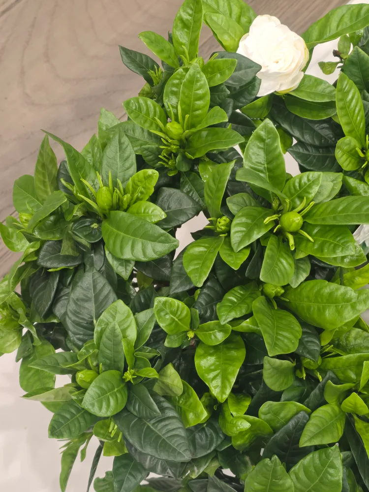 Gardenia Plant with Buds image indicator(9)