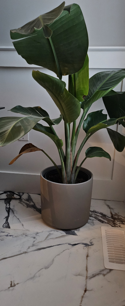 Large Yucca and Strelitzia Plant in Grey Pot - photo 3