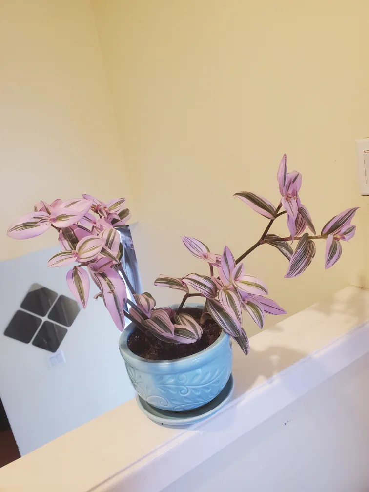 Pink Tradescantia Nanouk Houseplant thumbnail