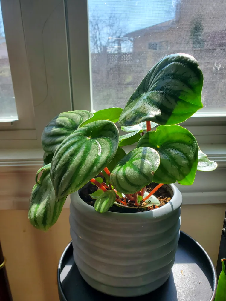 Watermelon peperomia plant thumbnail
