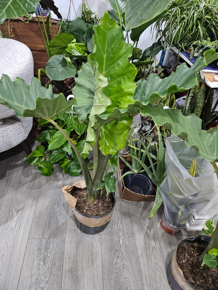 Large Alocasia Frydek image indicator(4)