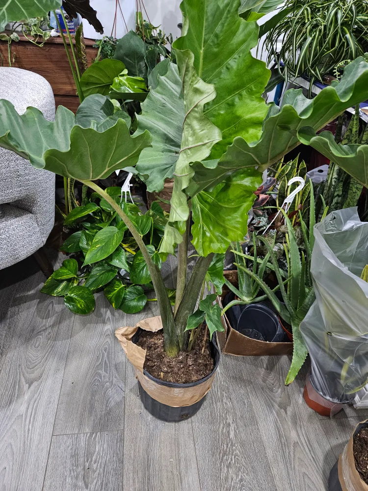 Large Alocasia Frydek image indicator(6)