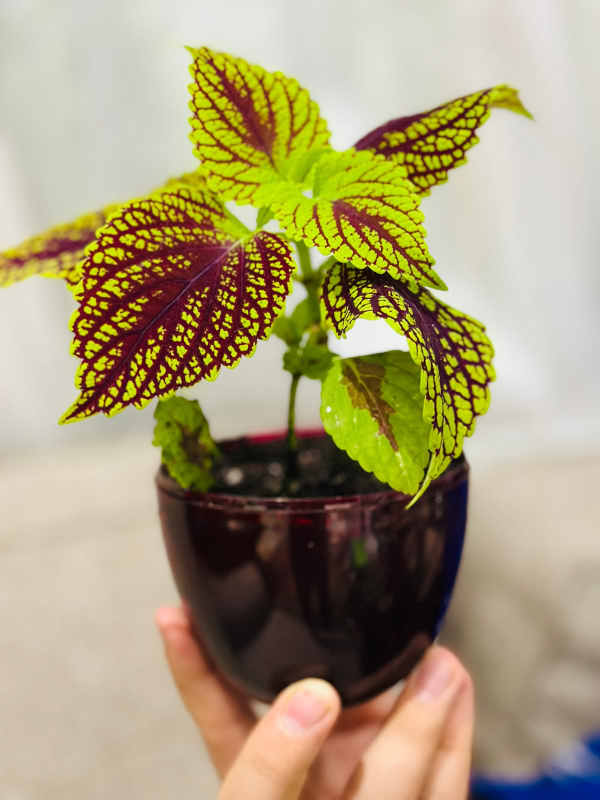 Coleus Plants
