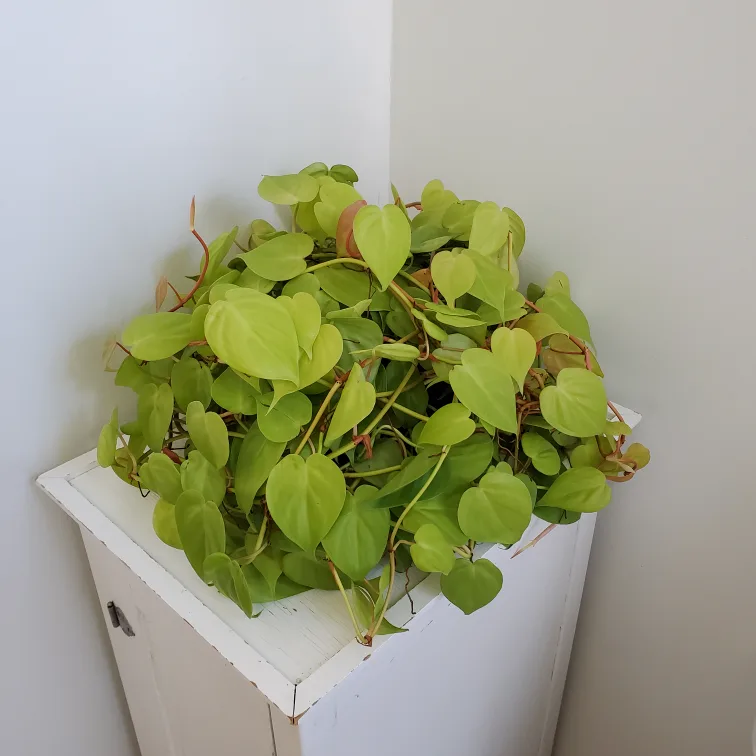 Extra Large Philodendron Lemon Lime 🧡 image indicator(2)