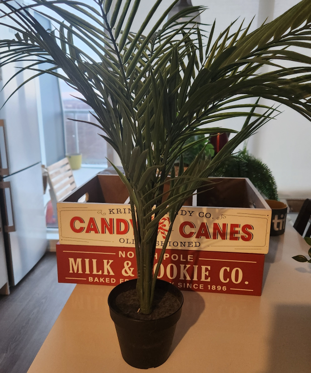🎄2 Xmas Boxes + FREE Plant - photo 4