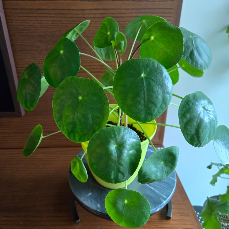 Large Pilea (Chinese Money Plant) WITH lime green pot! 🪴 thumbnail
