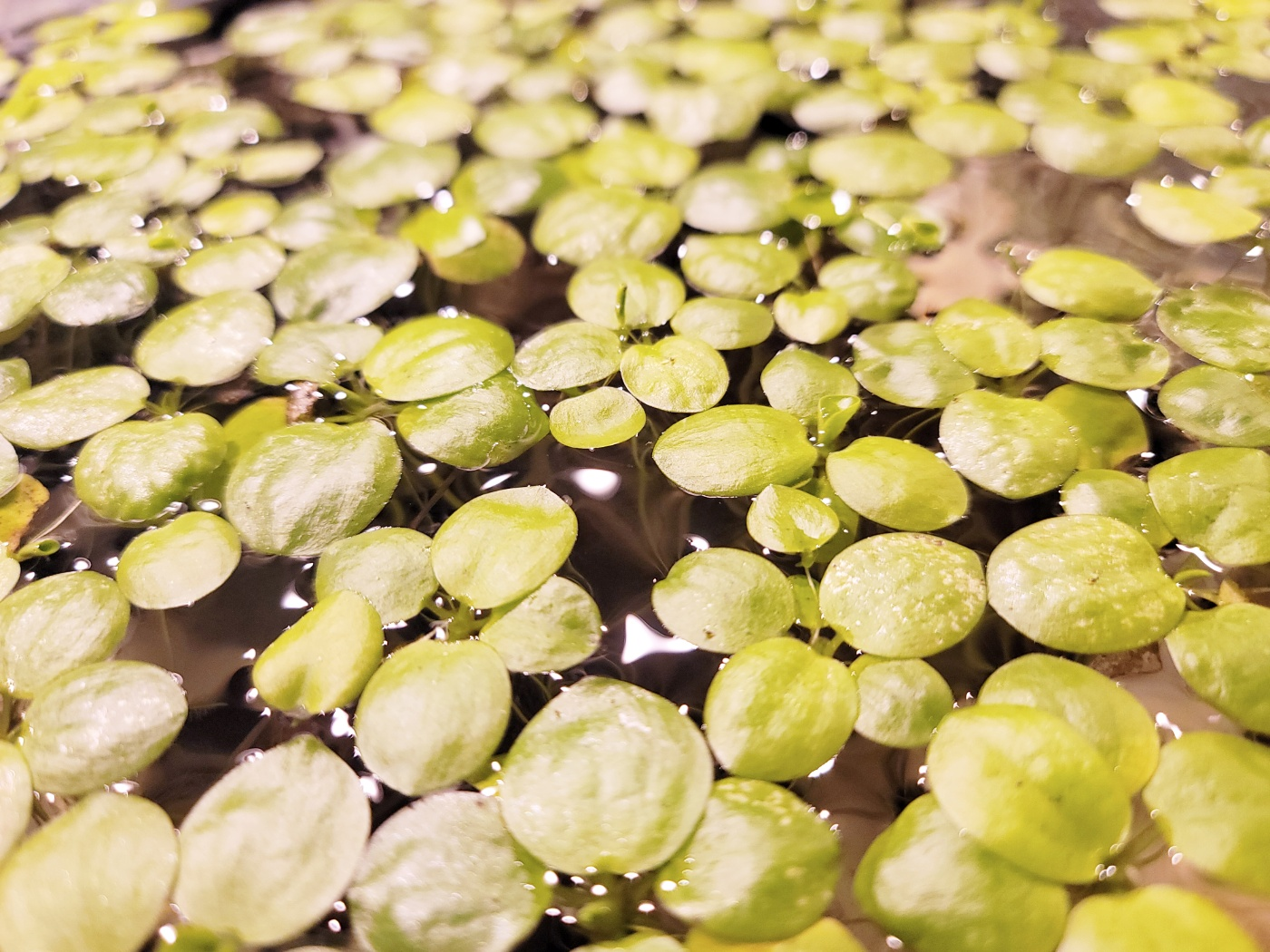 Amazon Frogbit Floating Aquarium Plant - photo 3