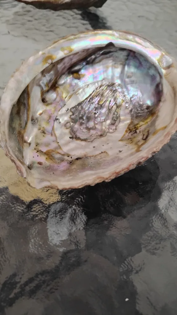 2 Abalone shells image indicator(3)