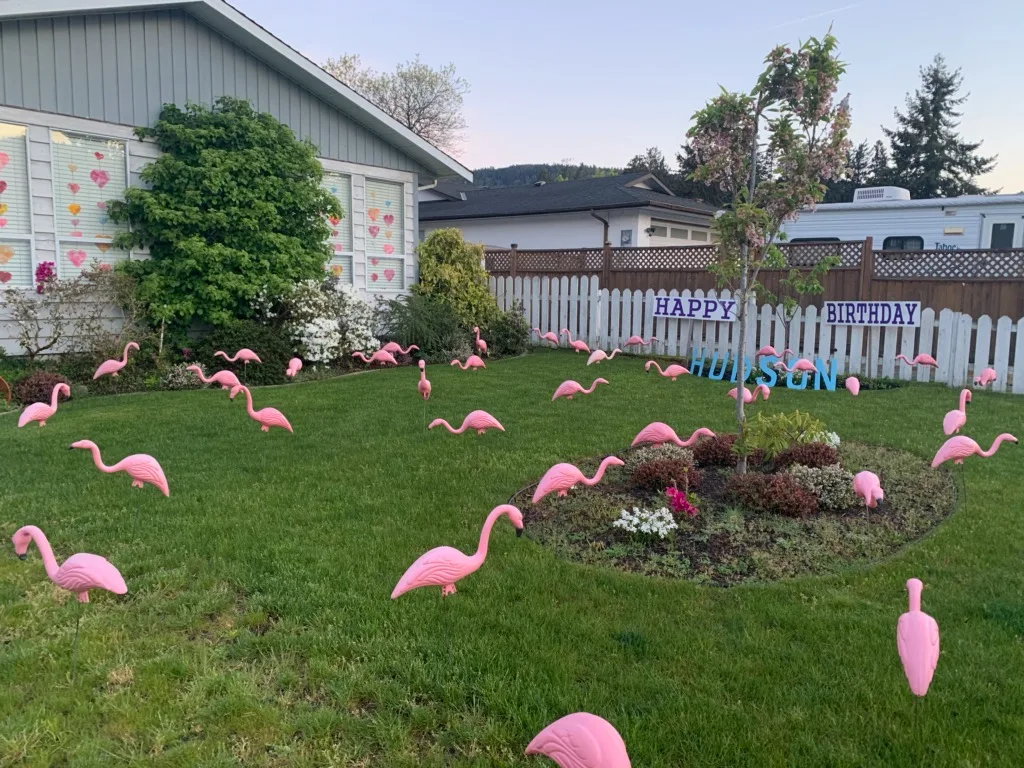 Wake Up To A Huge Pink Flamingo Flock Surprise On Your Birthday image indicator(2)