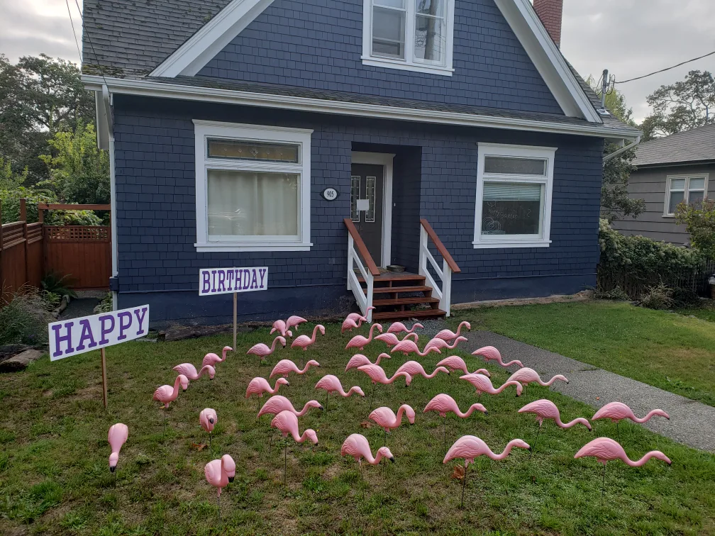 Wake Up To A Huge Pink Flamingo Flock Surprise On Your Birthday image indicator(3)