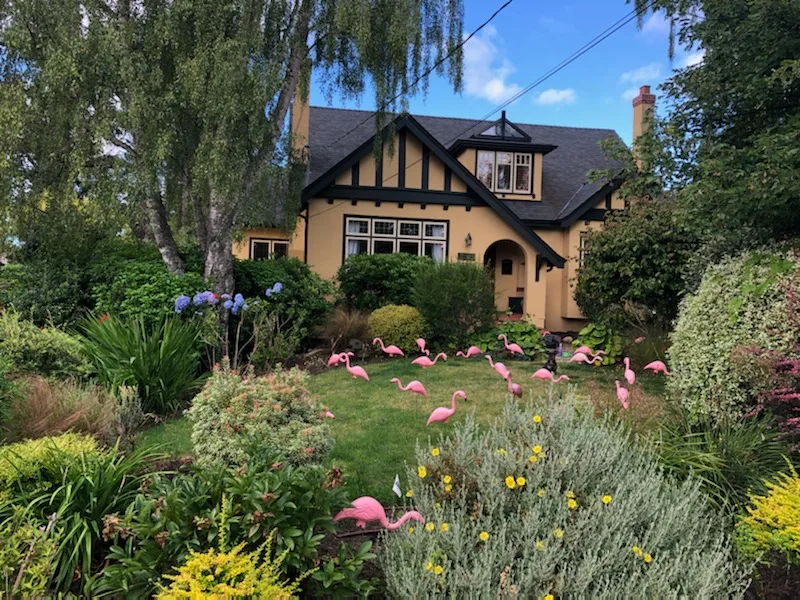 Wake Up To A Huge Pink Flamingo Flock Surprise On Your Birthday image indicator(4)