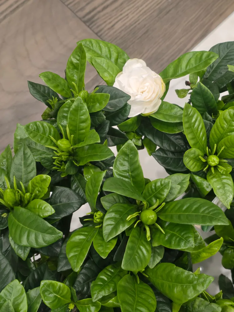 Gardenia Plant with Buds image indicator(3)