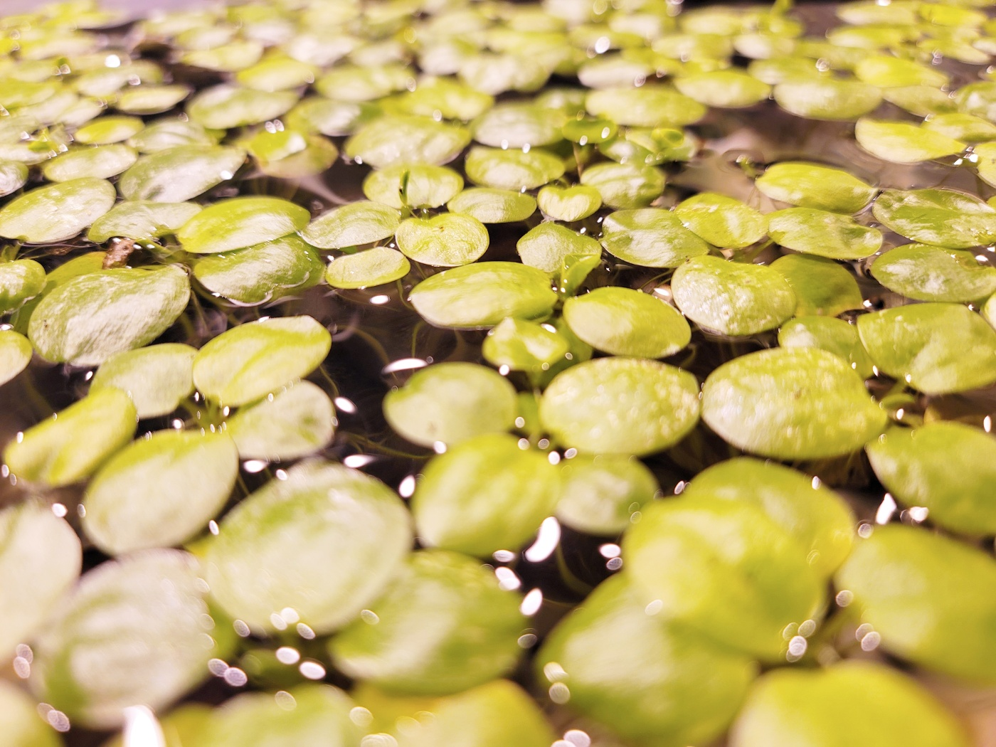 Amazon Frogbit Floating Aquarium Plant - photo 2