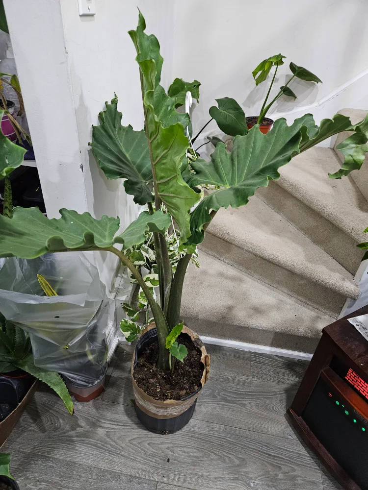 Large Alocasia Frydek image indicator(2)