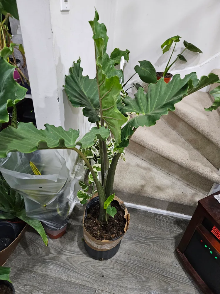 Large Alocasia Frydek image indicator(3)