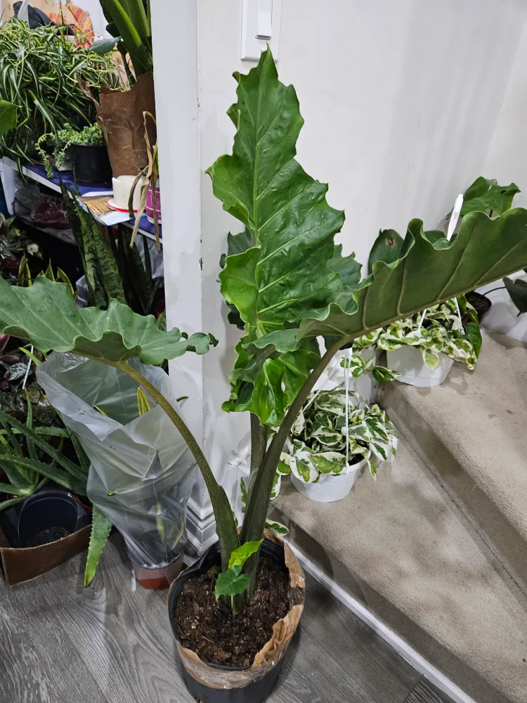 Large Alocasia Frydek image indicator(5)