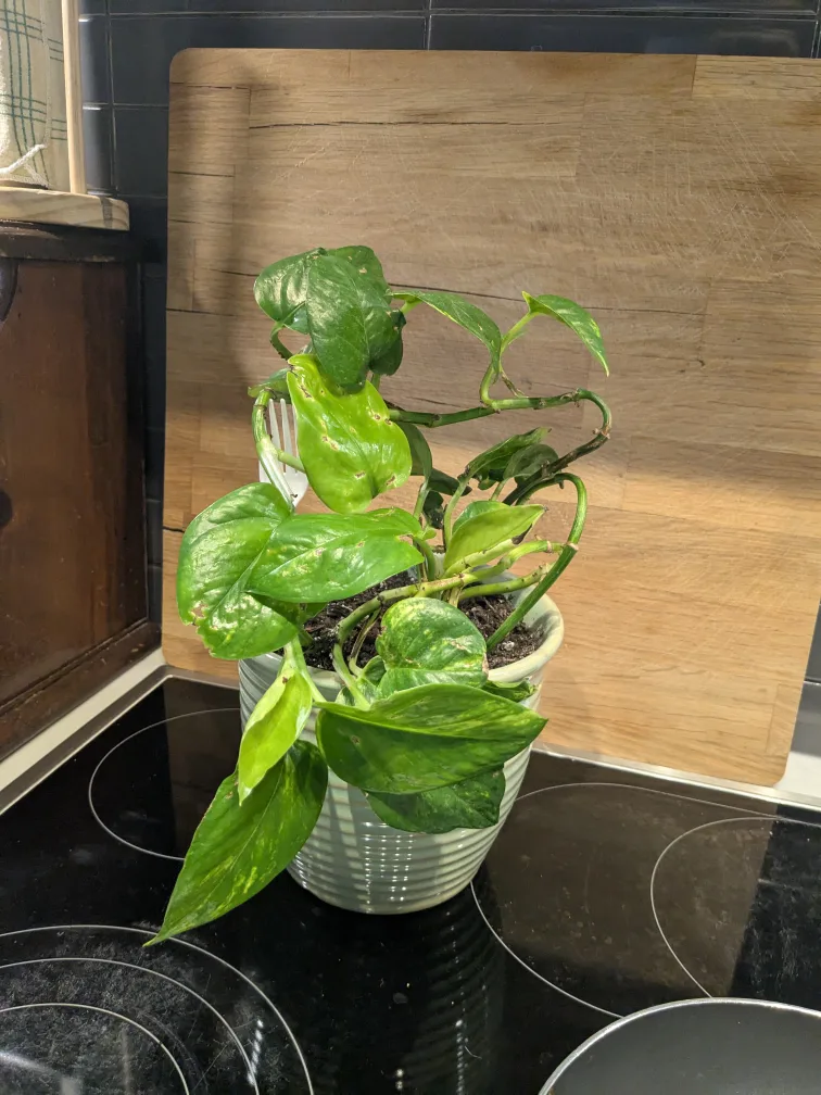 Golden Pothos Houseplant image indicator(2)