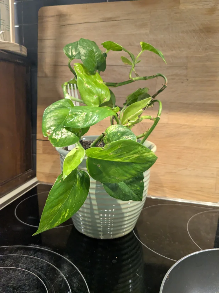 Golden Pothos Houseplant image indicator(3)