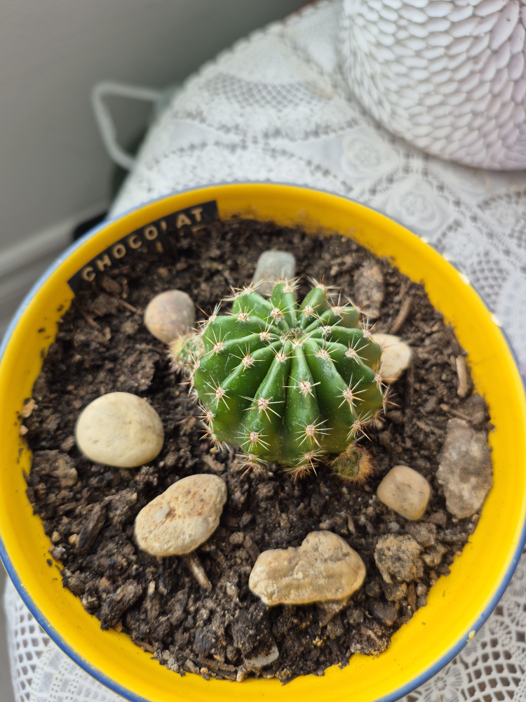 Cactus in Yellow Planter
