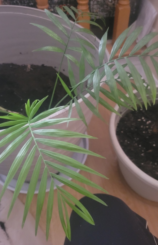 Parlor Palm Plant - #freecycle