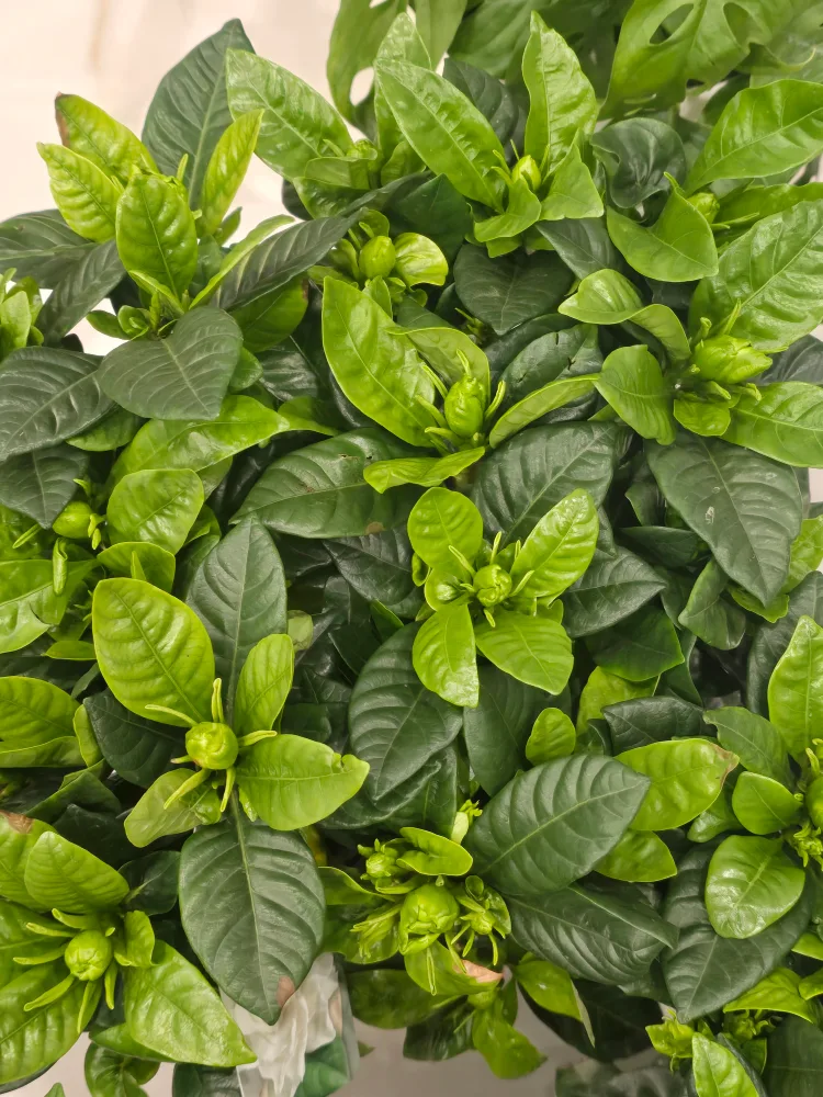 Gardenia Plant with Buds image indicator(4)