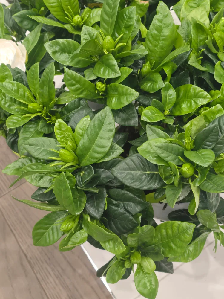 Gardenia Plant with Buds image indicator(5)